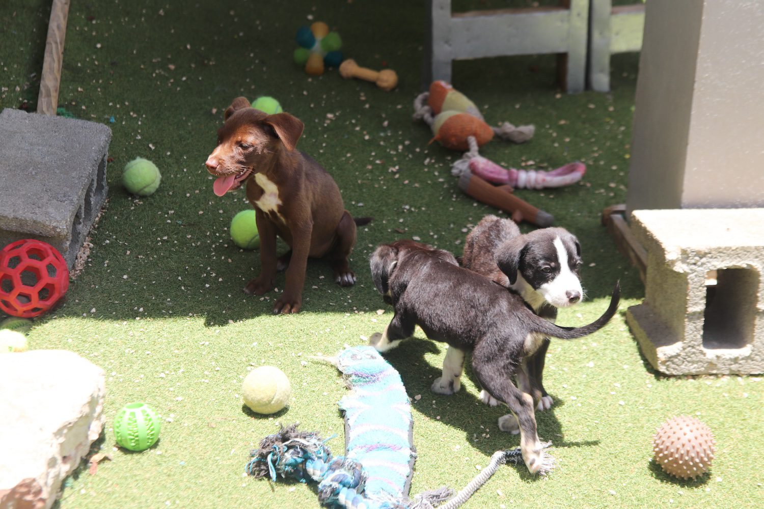 AARF offers free spay and neuter surgeries to Anguilla’s pet owners