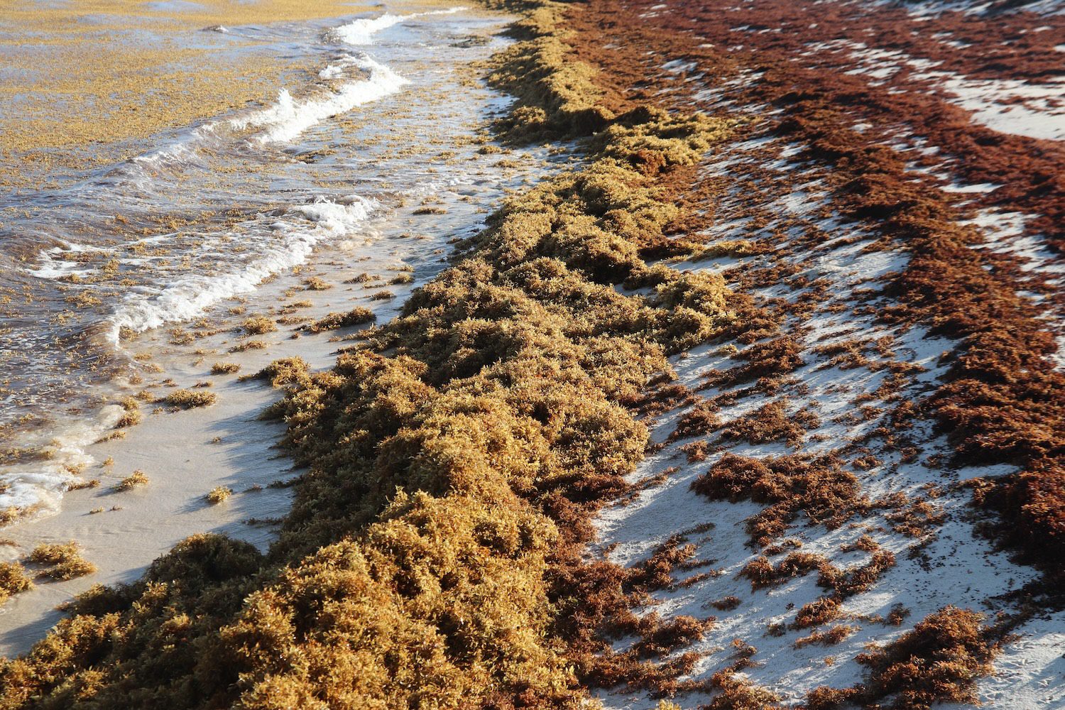 Government and tourism sector meet to discuss sargassum management challenges