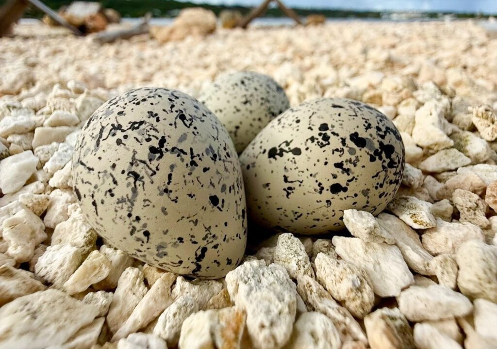 Floating rafts create safe nesting spaces for birds at Road Salt Pond ...